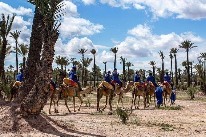 Half Day Camel Ride Palm Grove - Local House and Mint Tea