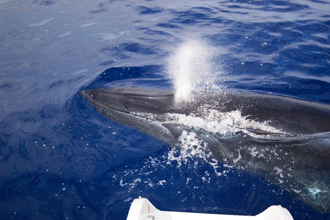 Half-Day Catamaran Trip From Funchal - Pickup and Drop-off Arrangements