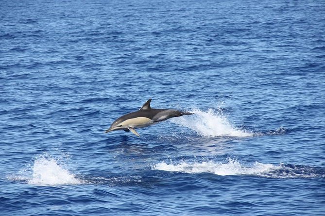 Half-Day Catamaran Trip From Funchal - Important Policies to Note