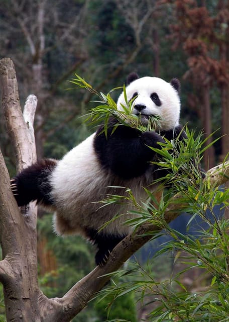 Half Day Chengdu Panda Tour (Option Panda Keeper ) - Itinerary and Activities