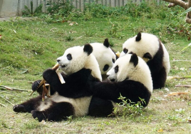 Half Day Chengdu Panda Tour (Option Panda Keeper ) - Panda Keeper Experience