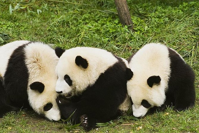 Half Day Chengdu Private Panda Tour - Inclusions