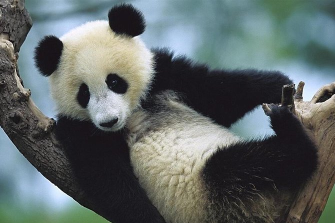 Half Day Chengdu Private Panda Tour - Pickup Information