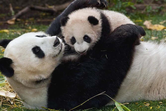 Half Day Chengdu Private Panda Tour - Private Transfers