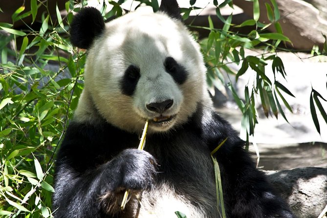 Half Day Chengdu Private Panda Tour - Panda Experience