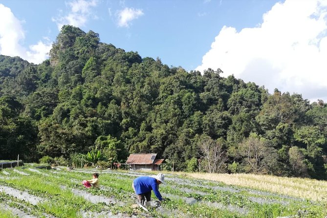 Half Day Chiang Mai Landmarks Tour - Doi Suthep & Hmong Village - Doi Suthep Highlights