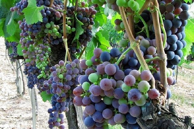 Half-Day Chianti Wine and Olive Oil Tour From Viareggio - Tour Details