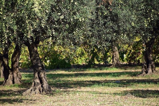 Half-Day Chianti Wine and Olive Oil Tour From Viareggio - Commentary on Wine and Olive Oil