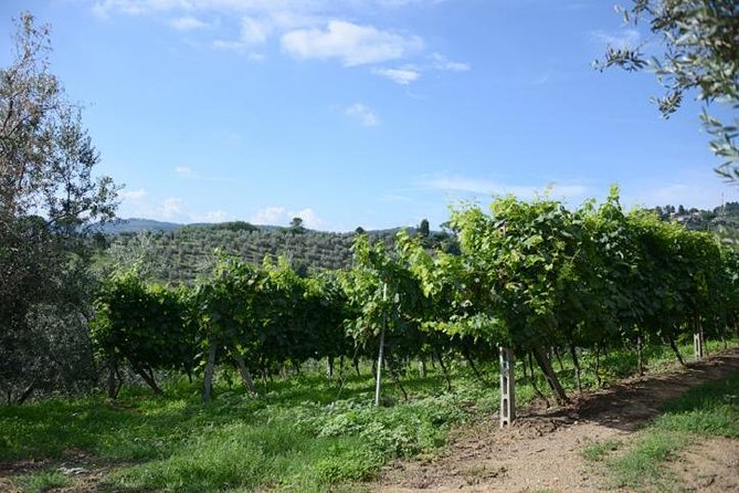 Half-Day Chianti Wine and Olive Oil Tour From Viareggio - Inclusions and Amenities