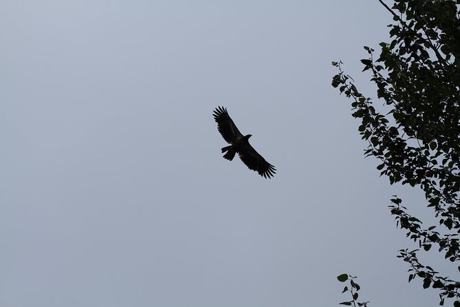 Half-Day Chilkat Bald Eagle Preserve Float Tour - Health and Safety Considerations