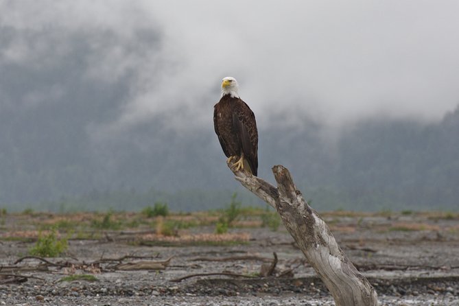 Half-Day Chilkat Bald Eagle Preserve Float Tour - Wildlife Viewing Opportunities