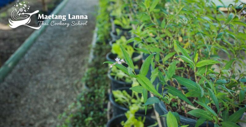 Half Day Cooking - Enchanting Organic Farm Tour