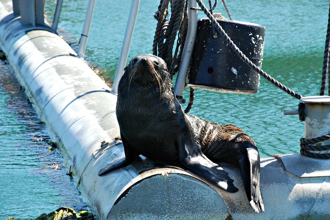 Half-Day Cruise in Marlborough Sounds From Picton - Inclusions and Accessibility