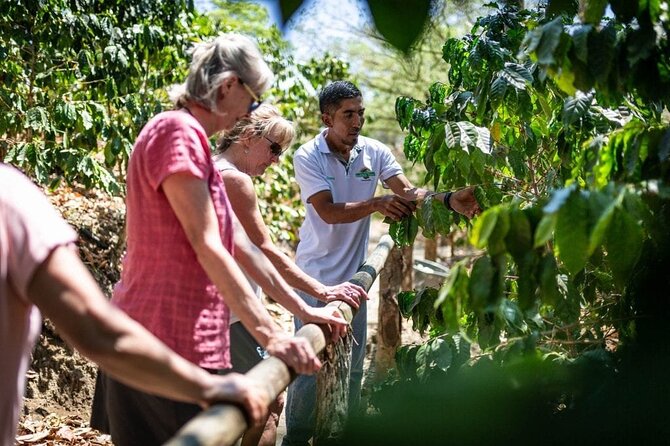 Half-Day Cultural Safari Tour From Uvero Alto - Lunch and Tastings