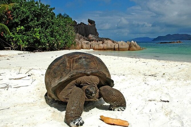 Half Day Curieuse and St Pierre Island Seychelles - Reviews and Feedback