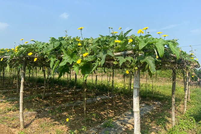 Half Day Cycling Adventure- a Hoi an Rural Life Experience - Booking and Confirmation