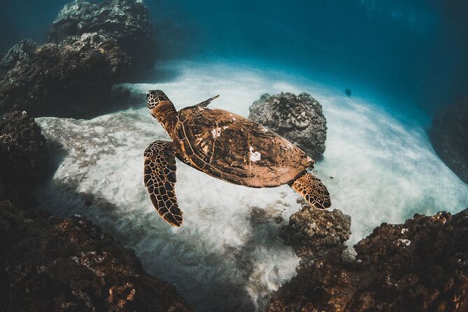 Half-Day Deluxe Molokini Snorkel Excursion in Maui - Meeting and Pickup Details