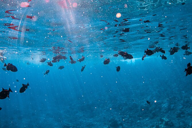 Half-Day Deluxe Molokini Snorkel Excursion in Maui - Additional Accessibility Information