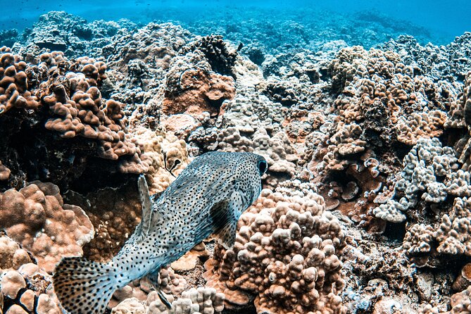 Half-Day Deluxe Molokini Snorkel Excursion in Maui - Pricing and Cancelation Policy