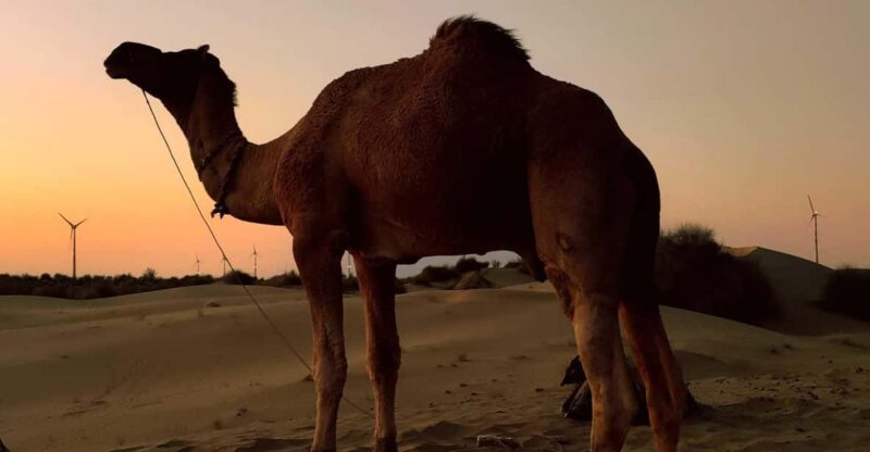 Half Day Desert Safari With Camel Ride & Dinner - Highlights and Activities