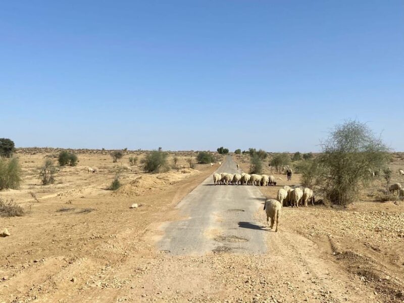 Half Day Desert Safari With Camel Ride & Dinner - Inclusions and Additional Options