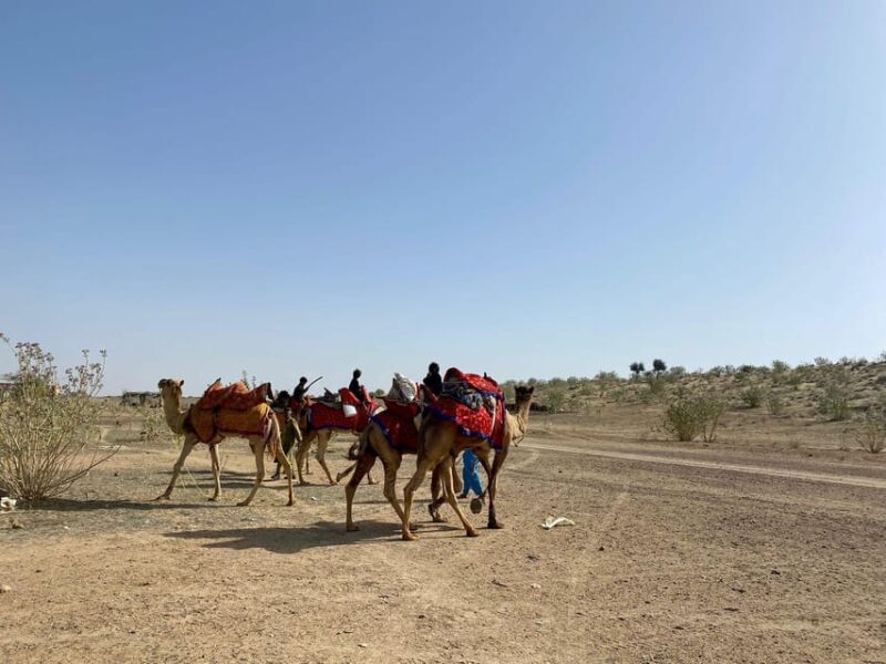 Half Day Desert Safari With Camel Ride & Dinner - Important Information and Restrictions