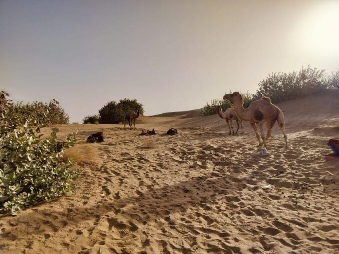 Half Day Desert Safari With Camel Ride & Dinner - Cultural Experiences