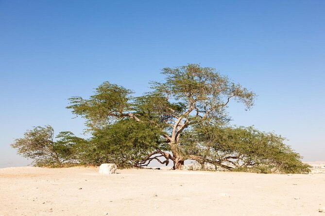 Half-Day Desert Tour - Key Points