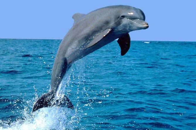 Half Day Dhow Cruise to Telegraph Island (Shore Excursions) - Witness Dolphins and Colorful Fish