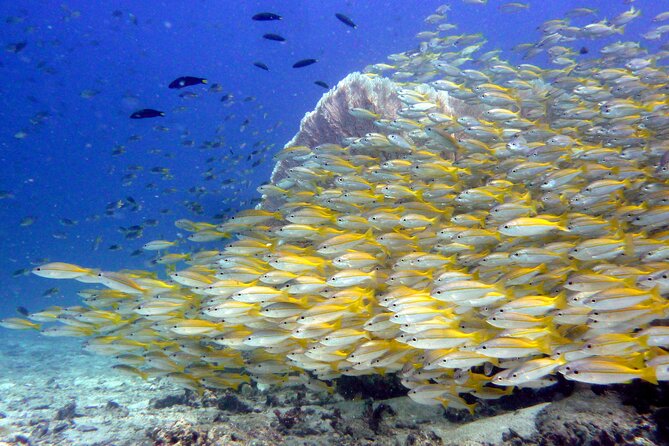 Half Day Discover SCUBA Diving Phi Phi Island - Exclusive Dive Experiences