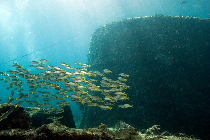Half-Day Diving in Sal - Underwater Highlights
