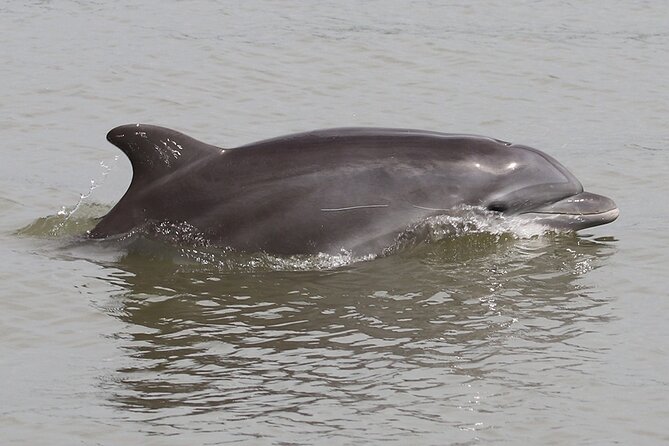 Half-Day Dolphin and Bird Watching in the Mangrove Forest of Puerto Del Morro - Key Points