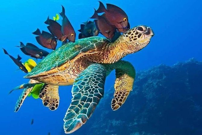 Half-Day Dolphin & Snorkeling Tour in Mnemba Island Zanzibar - Reviews and Feedback