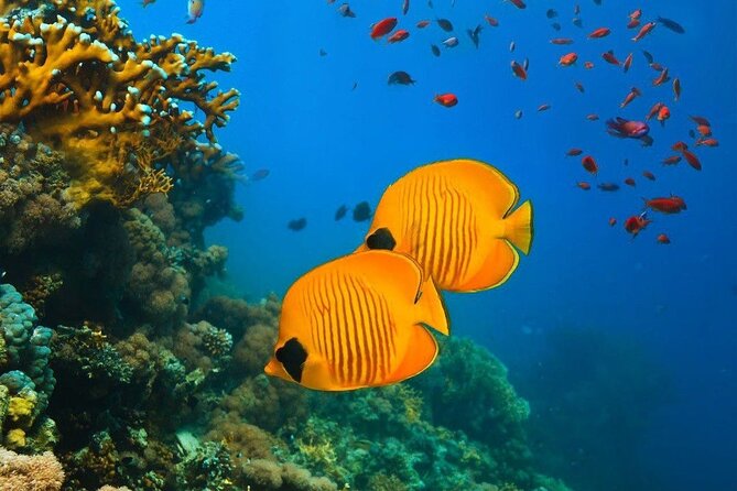 Half-Day Dolphin & Snorkeling Tour in Mnemba Island Zanzibar - Snorkeling Experience