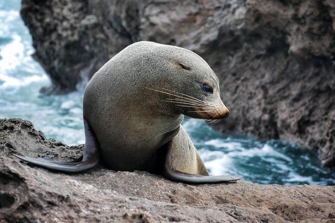 Half Day Dolphin Watching Cruise (Departing From Rotorua) - Meeting and Logistics