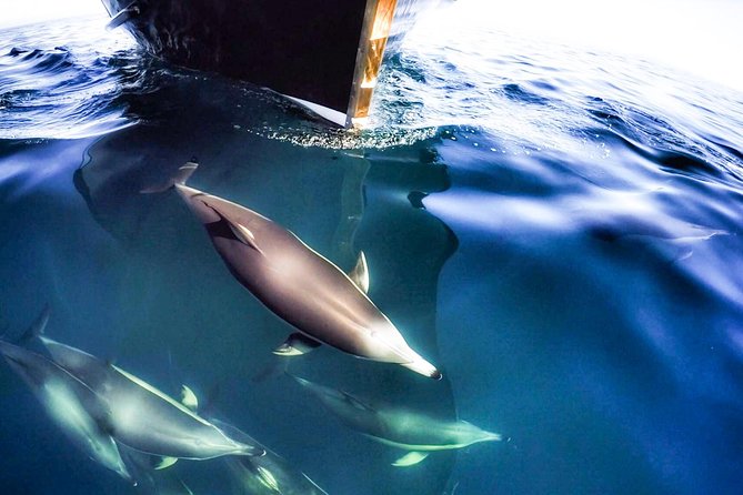 Half Day Dolphin Watching Cruise (Departing From Rotorua) - Marine Life Encounters