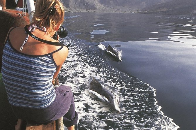 Half Day Dolphin Watching Musandam Dhow Cruise - Pricing