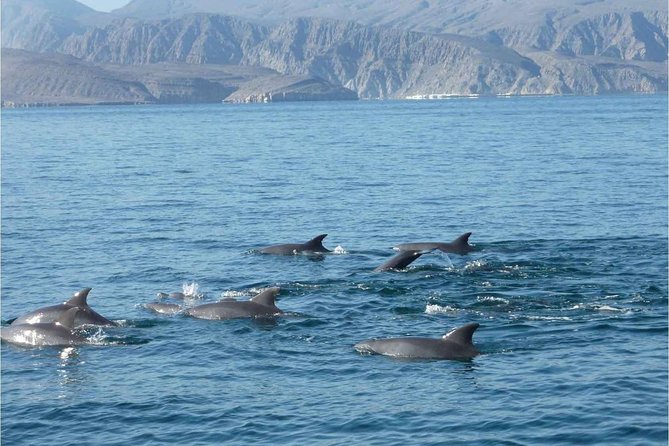 Half Day Dolphin Watching Musandam Dhow Cruise - Traveler Experiences