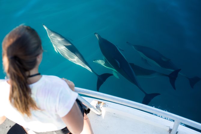 Half Day Dolphin & Wildlife Cruise - Tauranga - Key Points