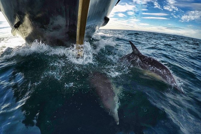 Half Day Dolphin & Wildlife Cruise - Tauranga - Meeting Point and Schedule