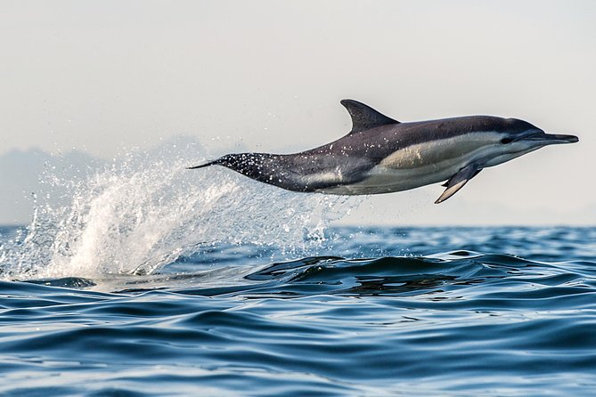 Half Day Dolphin & Wildlife Cruise - Tauranga - Accessibility and Participation