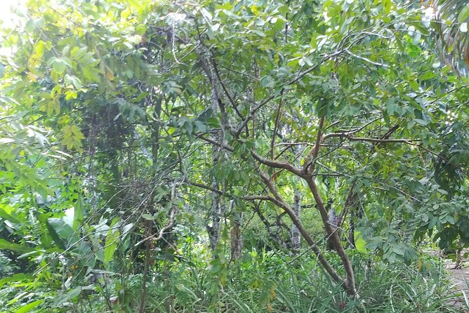 Half Day Dominican Safari Experience ... / Half Day Safari Excursion - Accessibility and Participation