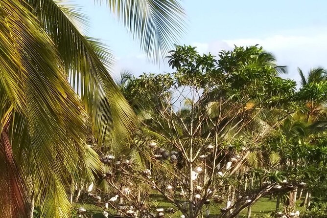 Half Day Dominican Safari Experience ... / Half Day Safari Excursion - Guest Reviews