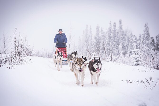 Half Day Drive Your Own Dog Team Dog Sledding Tour - Key Points