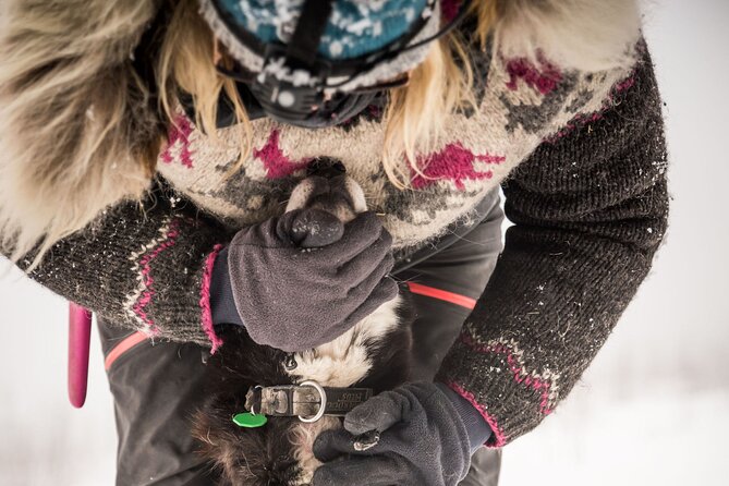 Half Day Drive Your Own Dog Team Dog Sledding Tour - Inclusions