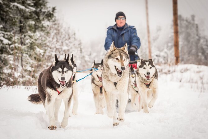Half Day Drive Your Own Dog Team Dog Sledding Tour - Meeting Point