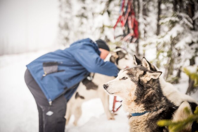 Half Day Drive Your Own Dog Team Dog Sledding Tour - Health and Safety Guidelines