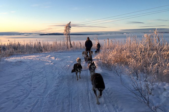Half Day Drive Your Own Dog Team Dog Sledding Tour - Dog Mushing Lessons