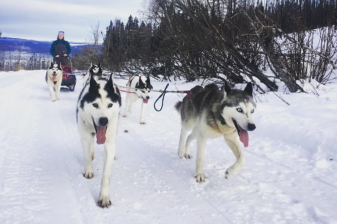 Half Day Drive Your Own Dog Team Dog Sledding Tour - Driving Your Own Dog Team