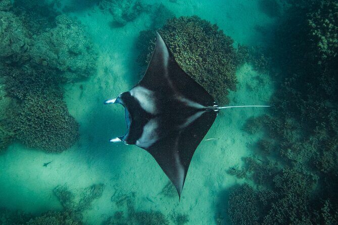 Half day Eco Snorkeling small group Tour in Bora Bora - Why Choose This Bora Bora Snorkeling Tour?